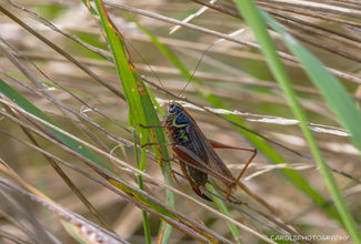 ROESEL'S BUSH CRICKET (Metrioptera roeselii)